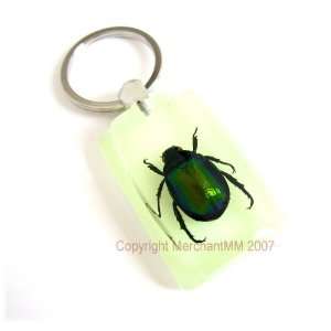  REAL CHINESE GREEN CHAFER BEETLE KEYCHAIN KEY CHAIN RING 