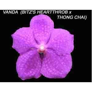  Vanda (Bitzs Heartthrob X Thongchai) 1610H Patio, Lawn 