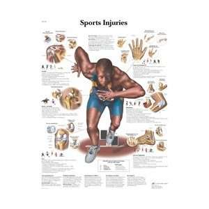 Sports Injuries   Anatomical Chart  Industrial 