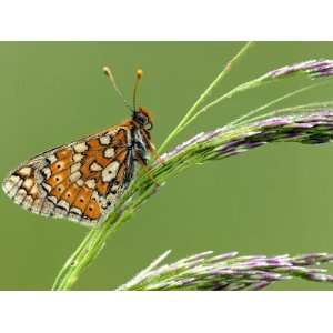  Marsh Fritillary Butterfly Resting on Grass, Vealand Fram 