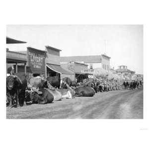 Ox Teams along Main Street of Sturgis Photograph   Sturgis, SD Premium 