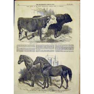   Royal Agricultural Society Cattle Show Horses 1849