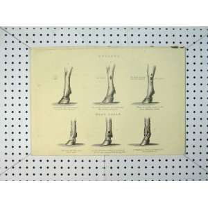  1816 Horses Leg Splints Wind Galls Bone Antique Print