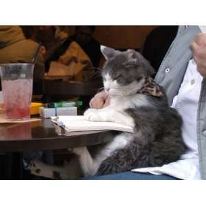  A Cat Joins its Owner Reading a Book at a Tokyo Cafe 