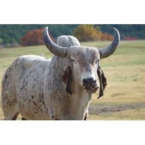  Indo Brazilian Cattle Taxidermy Photo Reference CD Sports 