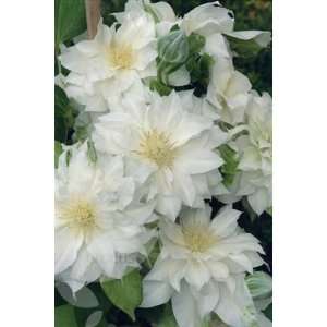    Clematis, Double Blooms, 2yr. plant root Patio, Lawn & Garden