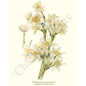    Polyanthus narcissus   Narcissus tazetta vars.