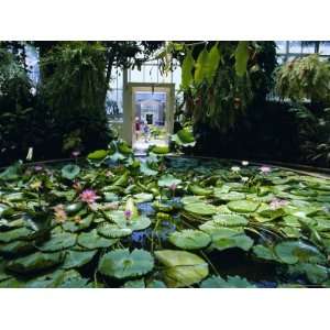  Hot House Lily Pond, Winter Gardens, Domain Park, Auckland 