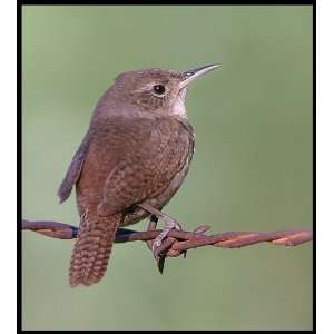  WREN 9740 CROSS STITCH CHART