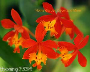 EPIDENDRUM ORCHID Flower Orange or Pink REED STEM PLANT  