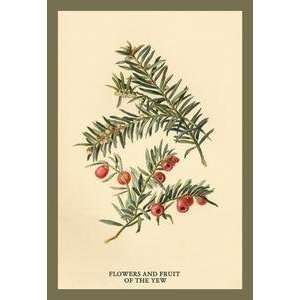    Vintage Art Flowers and Fruit of the Yew   17614 8