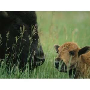  Close View of an American Bison and her Calf National 