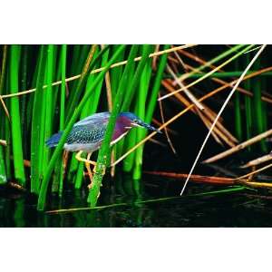  Canadian Geographic Green Heron Toys & Games
