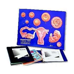 Cell to Embryo Plaque  Industrial & Scientific