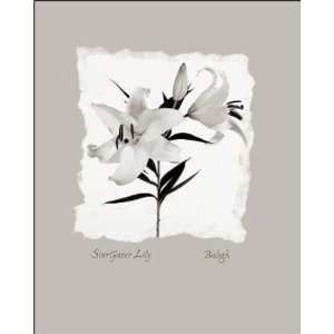  Stargazer Lily Poster Print