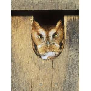  Eastern Screech Owl in a Nest Box (Otus Asio), Eastern 