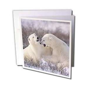  VWPics Bears   Polar Bears play fighting.(Ursus maritimus 