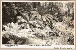 Postcard FERN GLADE, NATHANIA SPRINGS, VICTORIA   Front view.