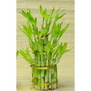 Lucky Bamboo (Total +/  38 Stalks) Comes Built with 4 6 and 8 Lucky 