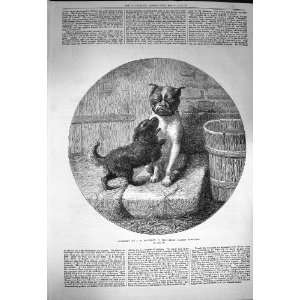  1872 Bottomley Antique Print Puppy Dogs Animals