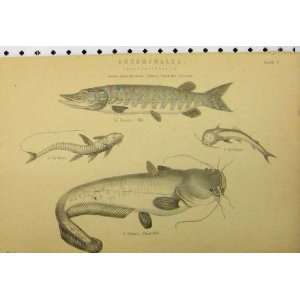  C1890 Abdominales Fish Salmon Herring Argentine Print 