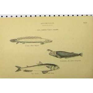  C1890 Abdominales Fish Pike Sheat Fish Cyclopum Print 