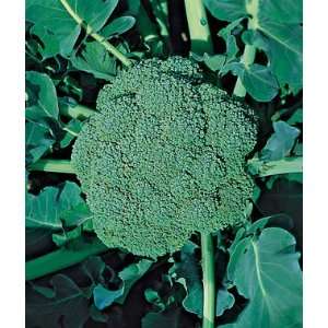  Broccoli, Green Goliath 1 Pkt. (300 seeds) Patio, Lawn 