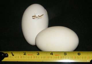 BLOWN OUT VINTAGE 3 1/2 EXTRA LARGE GOOSE DUCK EGGS SHELL FOR CRAFT 