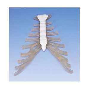  Sternum with rib cartilage