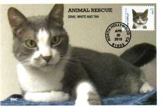 BGC PHOTO 4456 Animal Rescue Grey, White & Tan Cat  