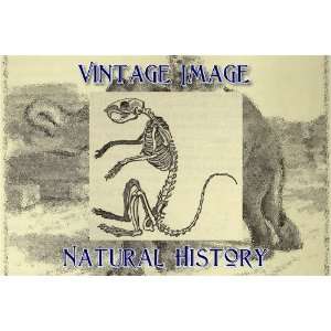   Key Ring Vintage Natural History Image Skeleton of a Squirrel Home
