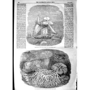  1854 Spanish Ship Sea Anemones Zoological Gardens