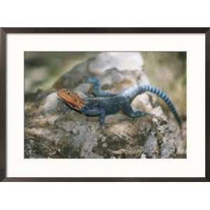 brightly colored blue and orange agama lizard suns itself on a rock 