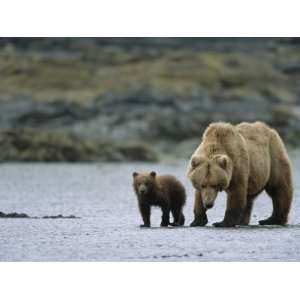  Alaskan Brown Bears, Mother and Cub, Katmai National Park 