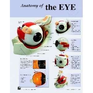  Human Eye Anatomy Charts Notebook Size Poster;Pk/10 