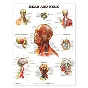  Head and Neck Anatomical Chart Laminated (In Stock 