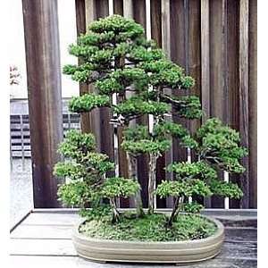  Sacred Japanese Cedar 35 Seeds   Cryptomeria japonica 