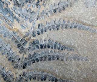Sphenopteris sp  VERY NICE  fern fossil  