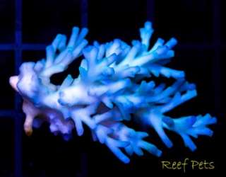 Reef Pets* Ice Fire Echinata Acropora Colony Acro SPS *Live Reef 