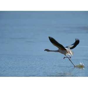  A Flamingo Runs Through Shallow Water as it Prepares to 