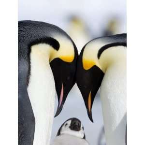 Emperor Penguins (Aptenodytes Forsteri) and Chick, Snow Hill Island 
