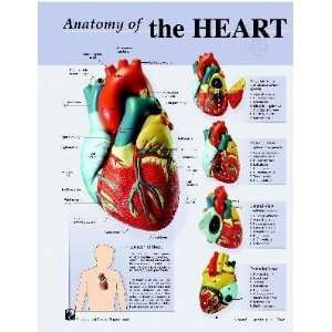 Human Heart Anatomy Charts Notebook Size Poster;Pk/10