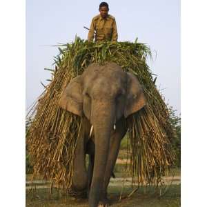 com Asian Elephant (Elephas Maximus) Worker Transporting Grass, India 