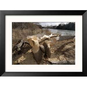  A Box Elder Tree Lies Felled by a Beaver Along the Loup 