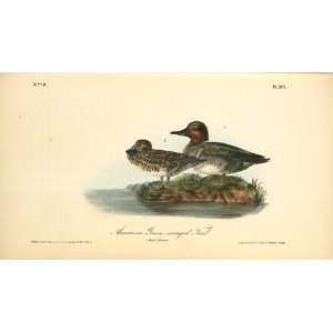   John James Audubon   24 x 14 inches   American Green winged Teal. 1