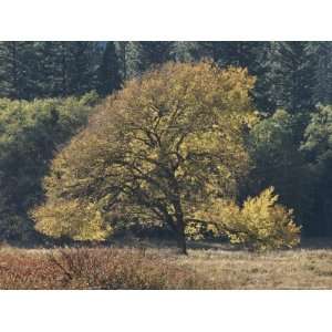 Yellow Elm Tree Stands out against Green Foliage National Geographic 