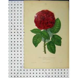   Rose Hybride Perpetuelle Botanical Print Flower Visto