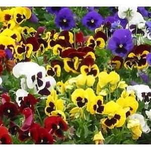   Pansy Swiss Giant Mix Colors Viola Wittrockiana Patio, Lawn & Garden
