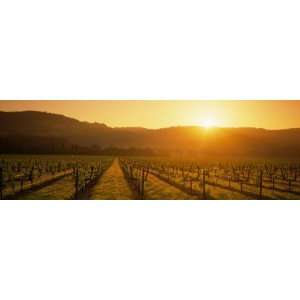  Vineyard, Napa Valley, California, USA by Panoramic Images 