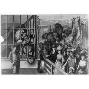  Animal keeper,feeding,lions,circus cage,posters,c1891 